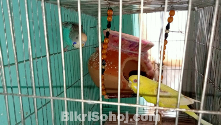 Rainbow Budgerigar Bird